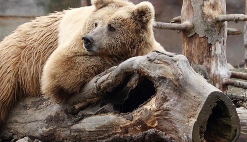 Sleva 20 % pro věrné zákazníky Terno, Trefa do ZOO Hluboká